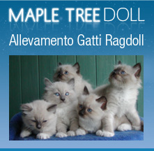 Allevamento Gatti Ragdoll