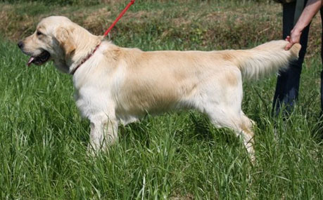 Golden Retrievers Standard